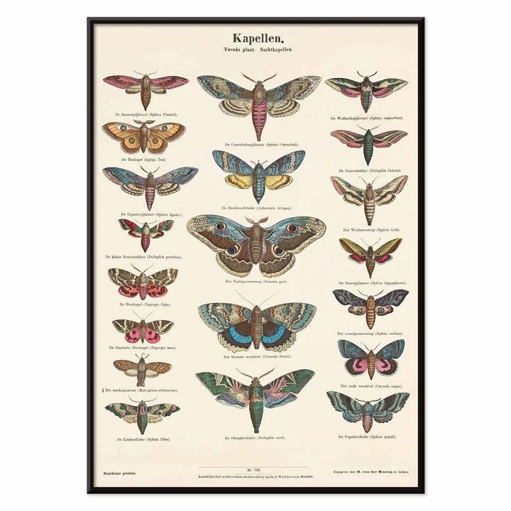 Colorful vintage illustration and detailed poster of night butterfly species by Ernst Frohlich, with black aluminium frame on white background