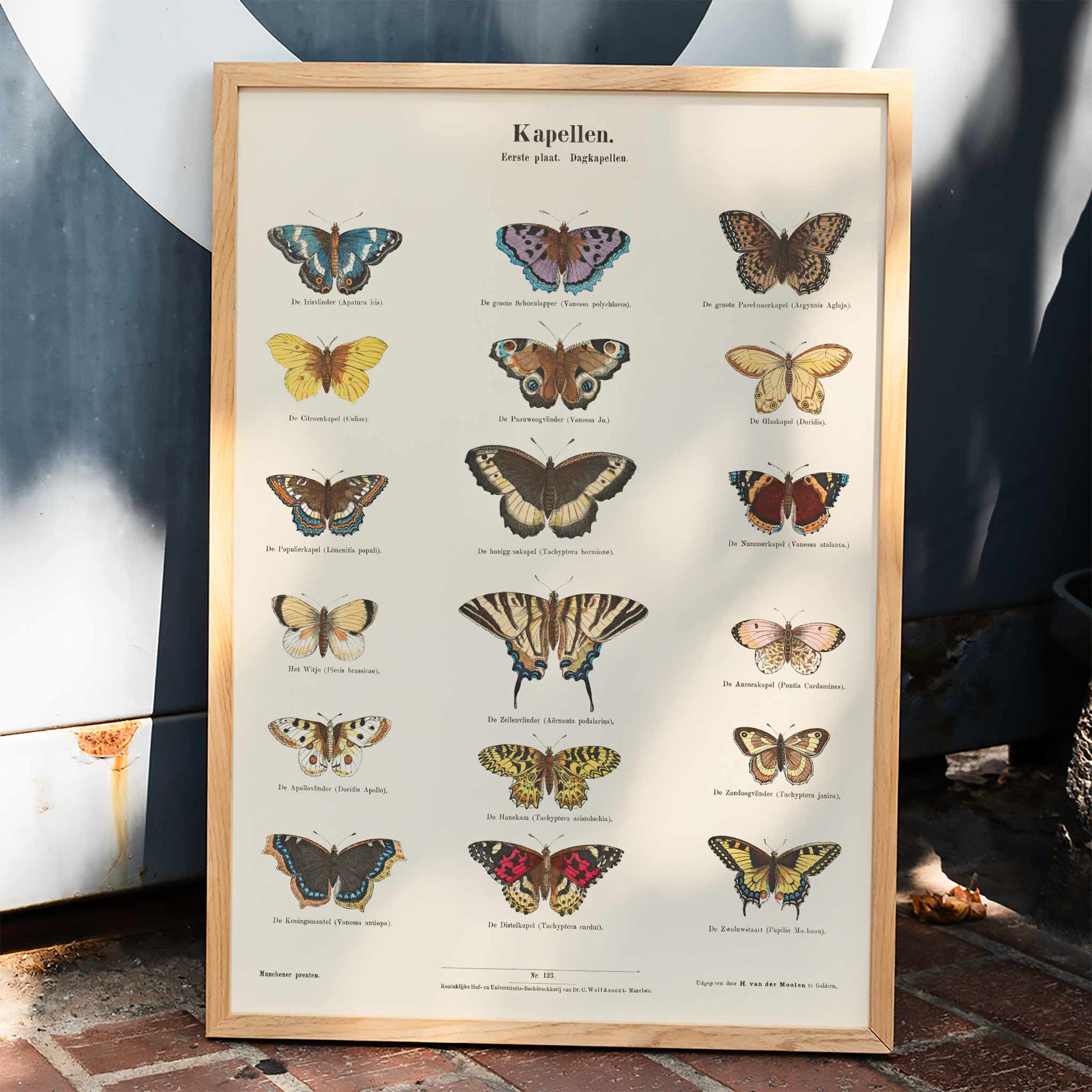 Vintage butterfly illustration and poster showing various butterfly species from Collection of Butterflies by Ernst Frohlich detailed artwork, framed and displayed in home decor