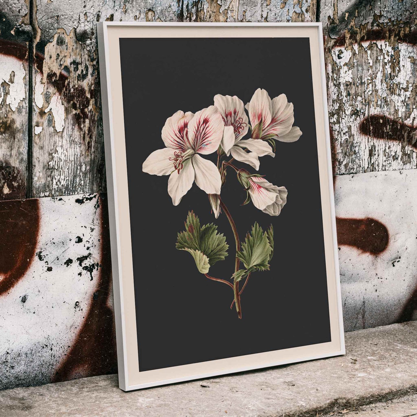 Botanical illustration of Pelargonium flower by M de Gijselaar with white petals and green leaves on dark background poster wall decor, framed and displayed in home decor