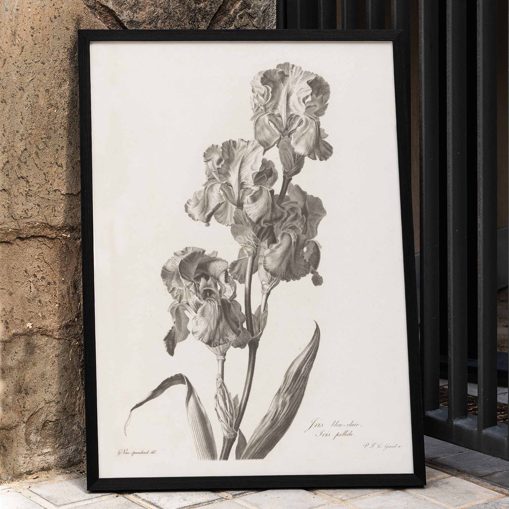 Botanical illustration poster of Blue Dalmatian iris by Pierre Francois Legrand showing detailed iris flowers and leaves in monochrome style, framed and displayed in home decor