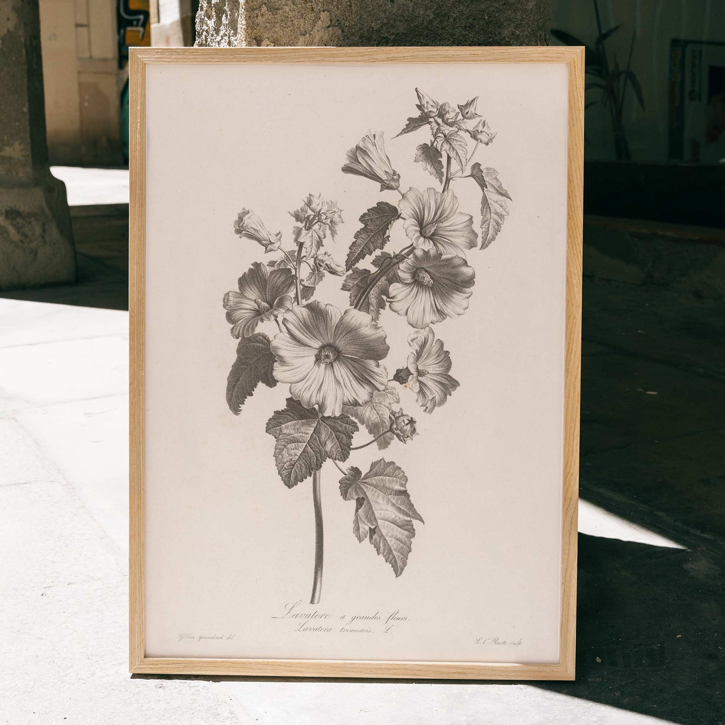 Botanical illustration and poster of large-flowered lavatera with detailed leaves and blooms by Louis Charles Ruotte artwork, framed and displayed in home decor