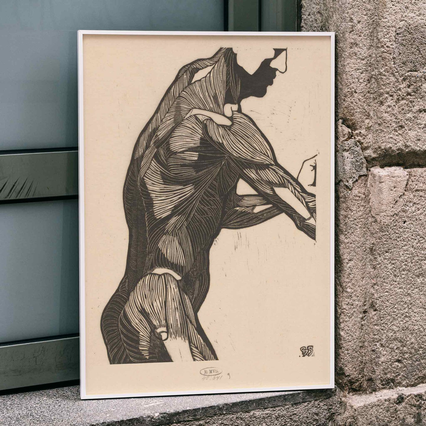 Anatomical poster of mans side and arm showing detailed muscle structure artwork by Reijer Stolk, framed and displayed in home decor