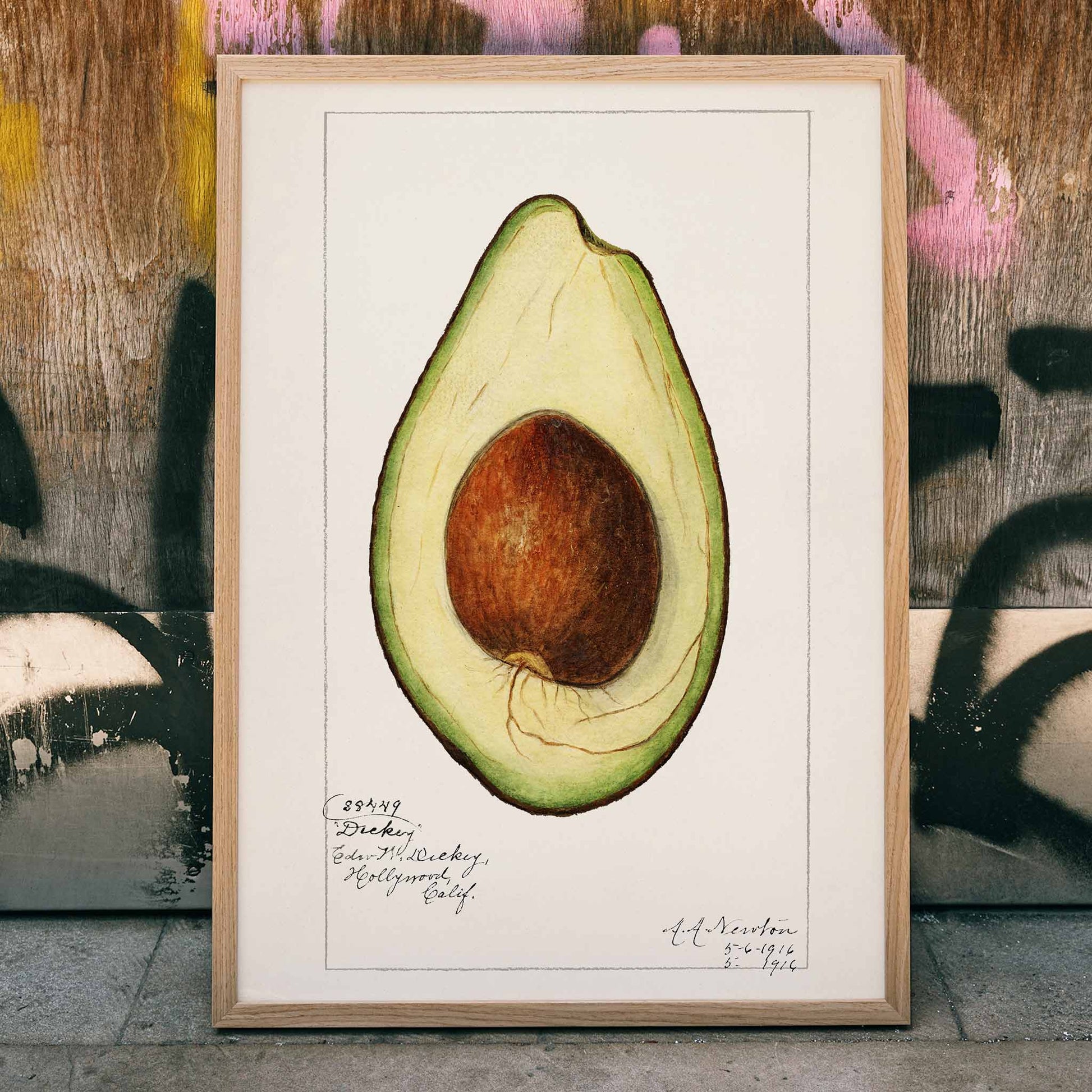 Botanical illustration of avocado Persea by Amada Almira Newton detailed poster with seed and green flesh, framed and displayed in home decor