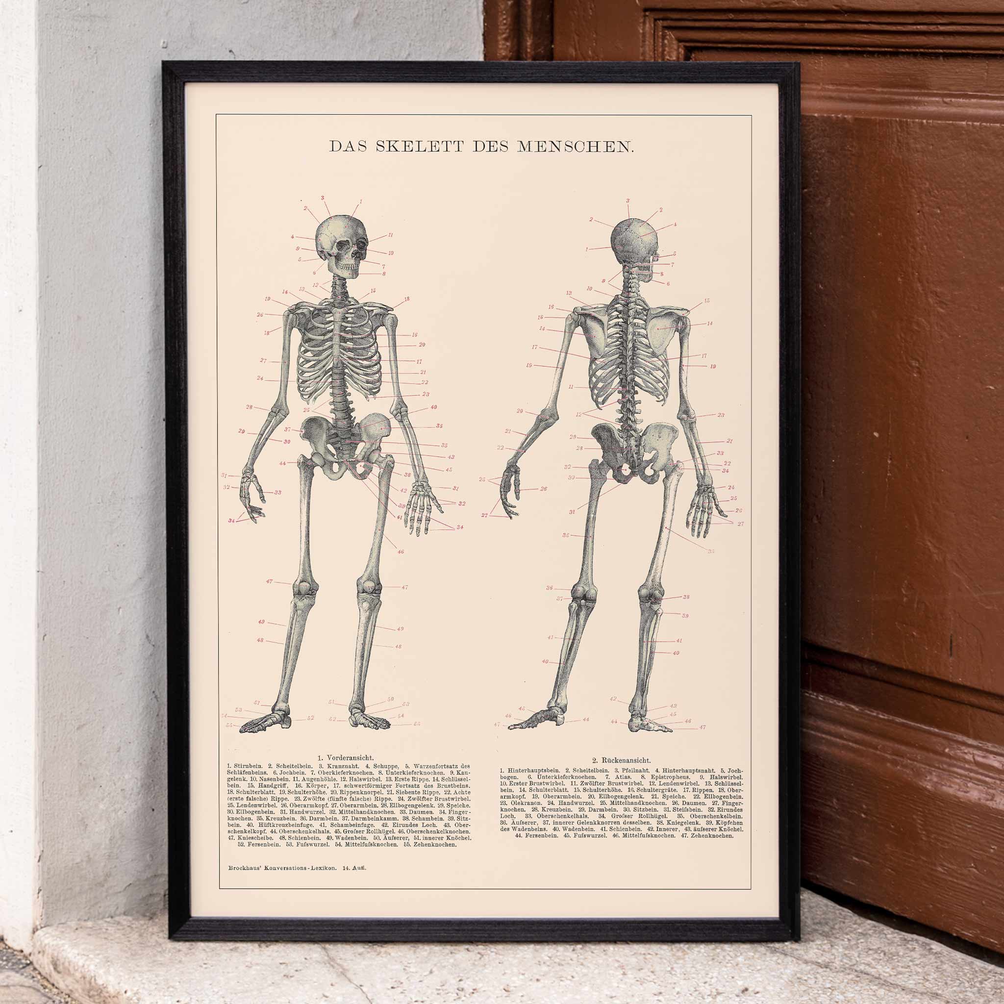 Poster | Human Skeleton by Institute of Liepzig | MORYARTY