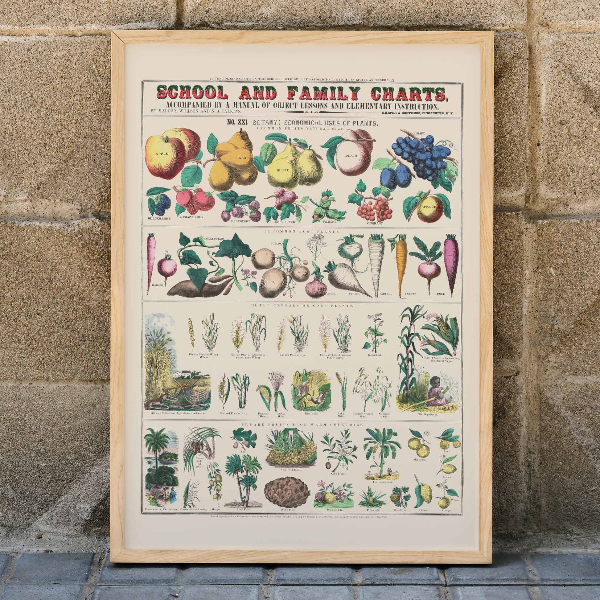 Botanical chart by Marcius Willson showing the economical use of plants with illustrations of fruits vegetables and plants poster, framed and displayed in home decor