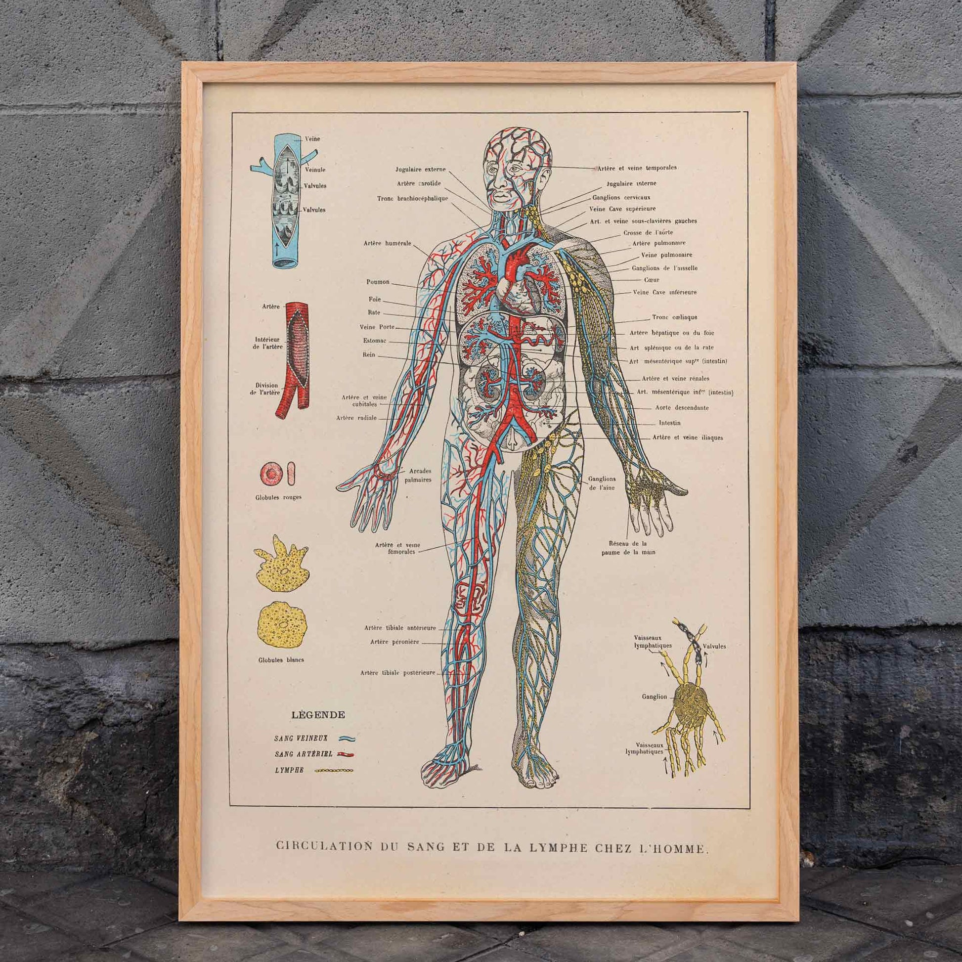 Human circulatory and lymphatic system illustration by Ferdinand Faideau titled Circulation du sang with detailed labels, framed and displayed in home decor