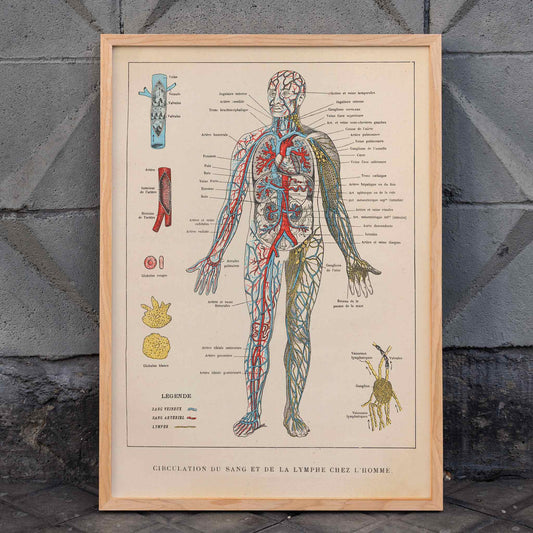 Human circulatory and lymphatic system illustration by Ferdinand Faideau titled Circulation du sang with detailed labels, framed and displayed in home decor