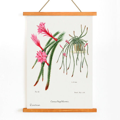 Rattail Cactus artwork and poster by Famille Der Cacteen featuring detailed illustrations of blooming red and pink flowers on cactus stems in a pot, with wooden magnetic frame on white background