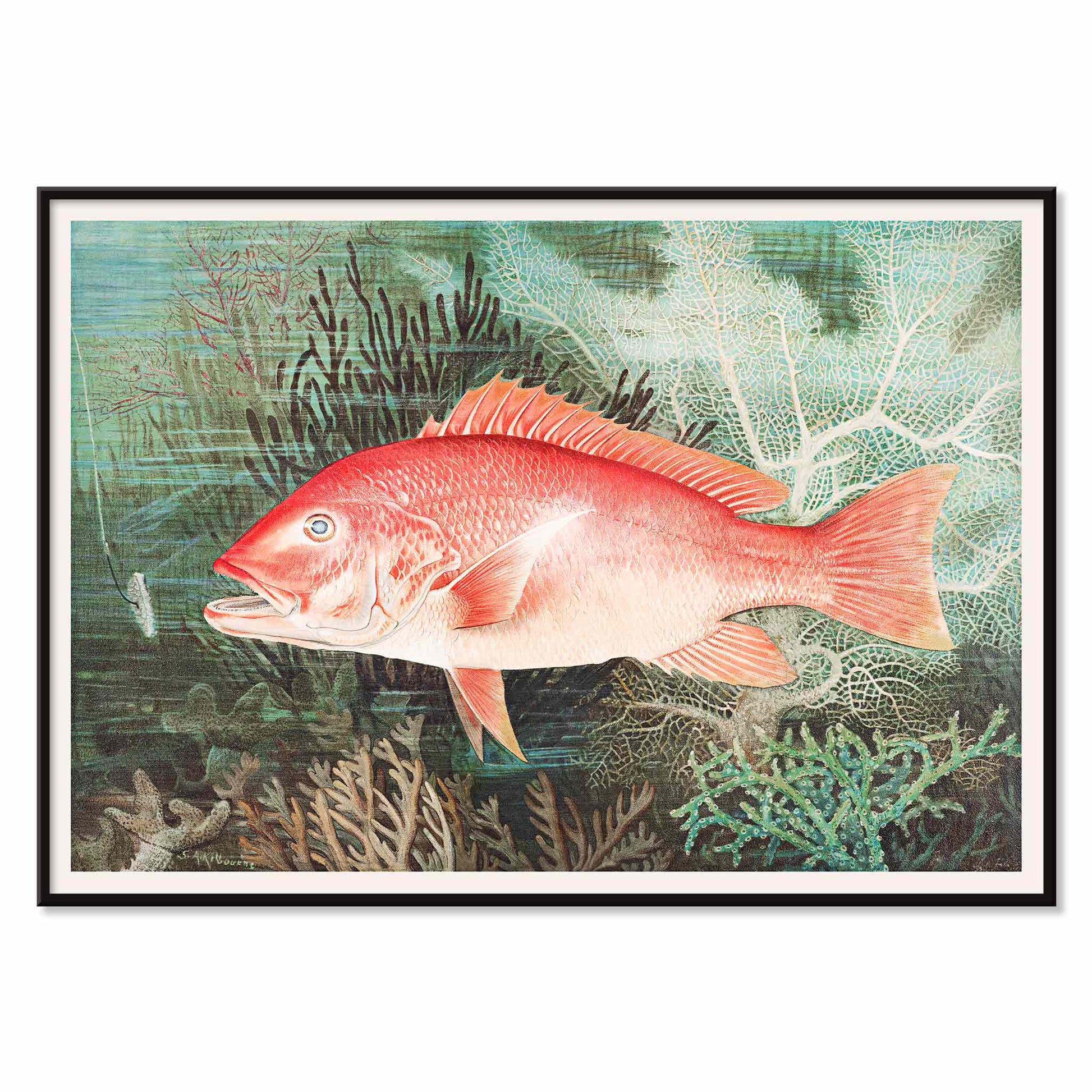 Northern Red Snapper illustration by Samuel Kilbourne swimming among coral reef plants marine wall decor chromolithograph artwork, with black aluminium frame on white background