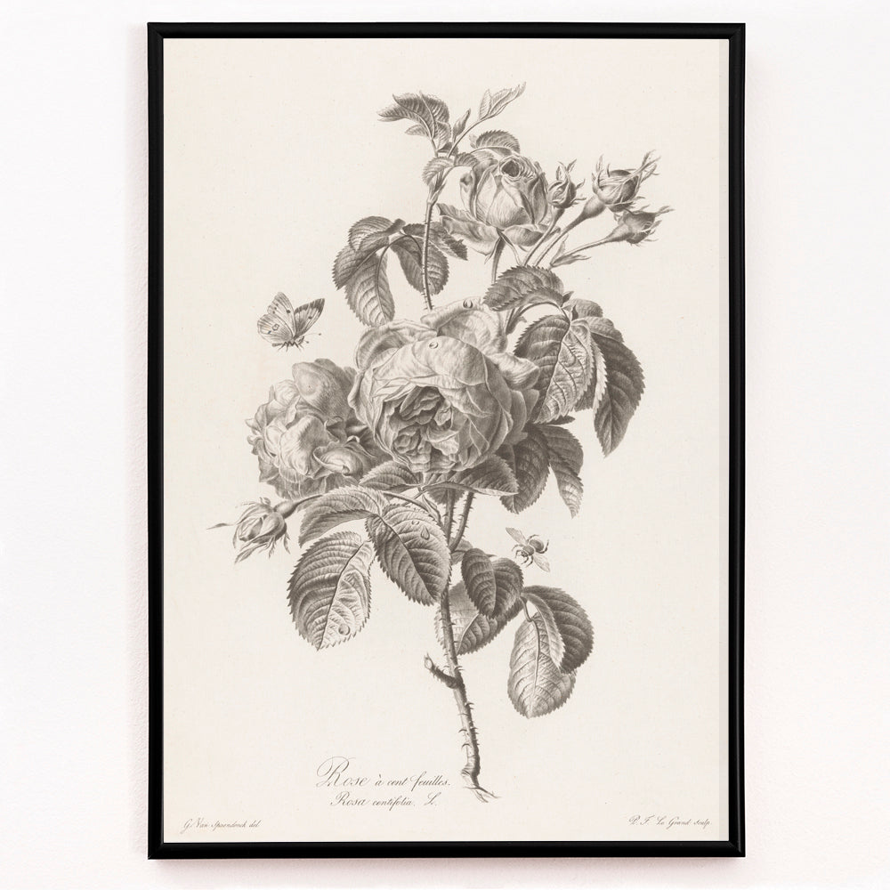 Closeup detail of Botanical illustration of a blooming hundred petaled rose with insects by Pierre Francois Legrand poster
