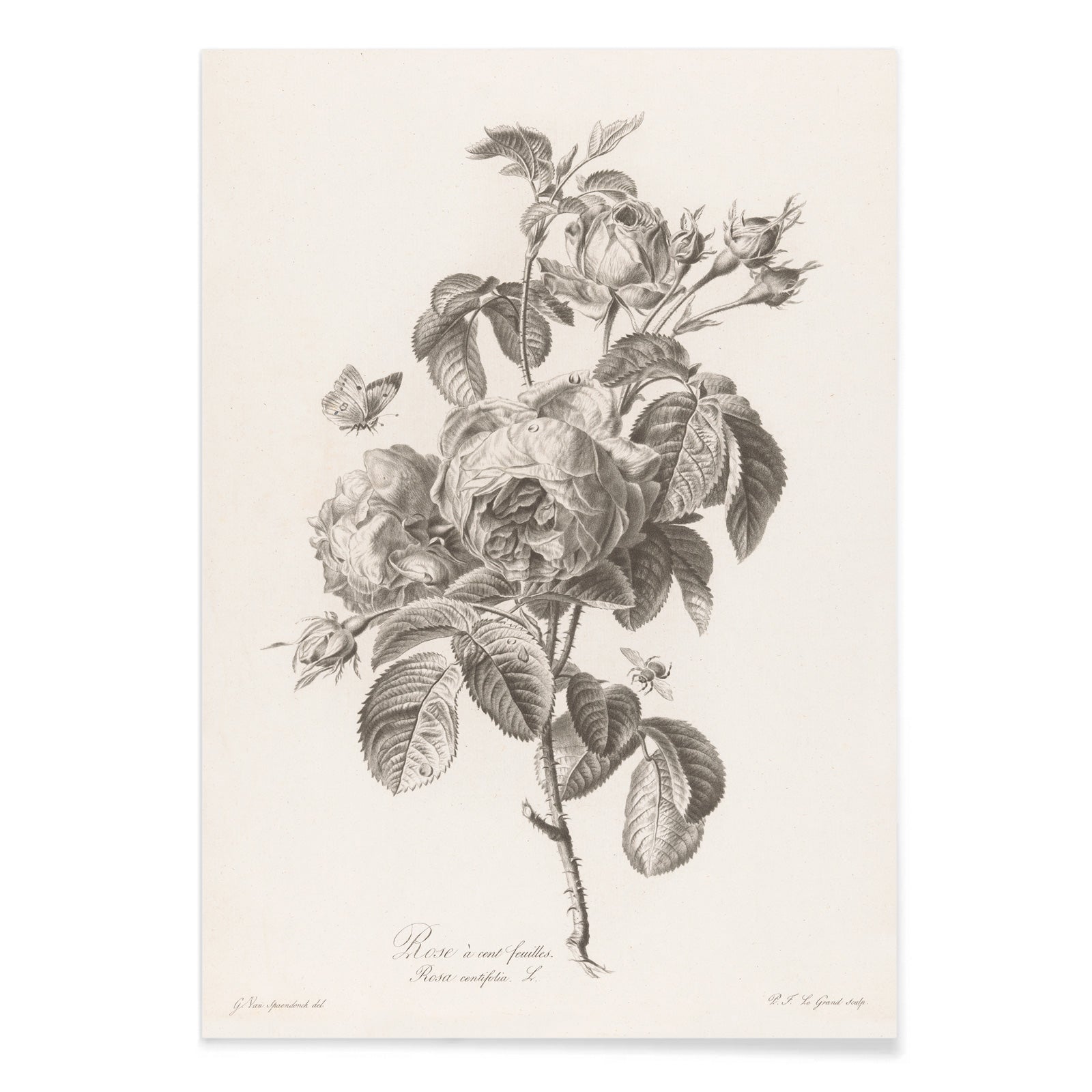 Botanical illustration of a blooming hundred petaled rose with insects by Pierre Francois Legrand poster, with black aluminium frame on white background