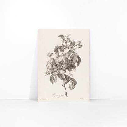 Botanical illustration of a blooming hundred petaled rose with insects by Pierre Francois Legrand poster, framed and displayed in modern living room decor