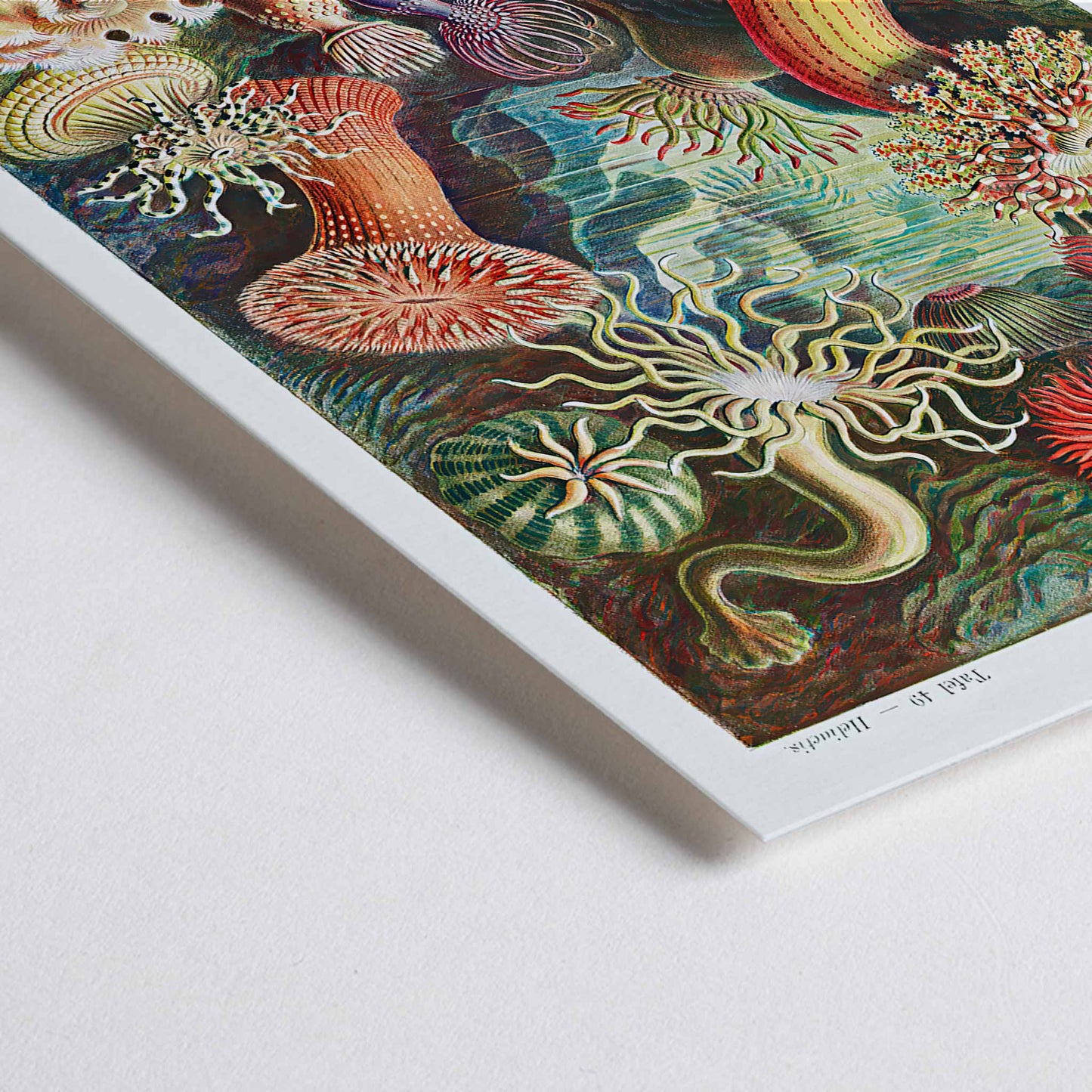Closeup detail of Colorful sea anemones underwater illustration and poster in various shapes and sizes from Actiniae Seeanemonen by Ernst Haeckel
