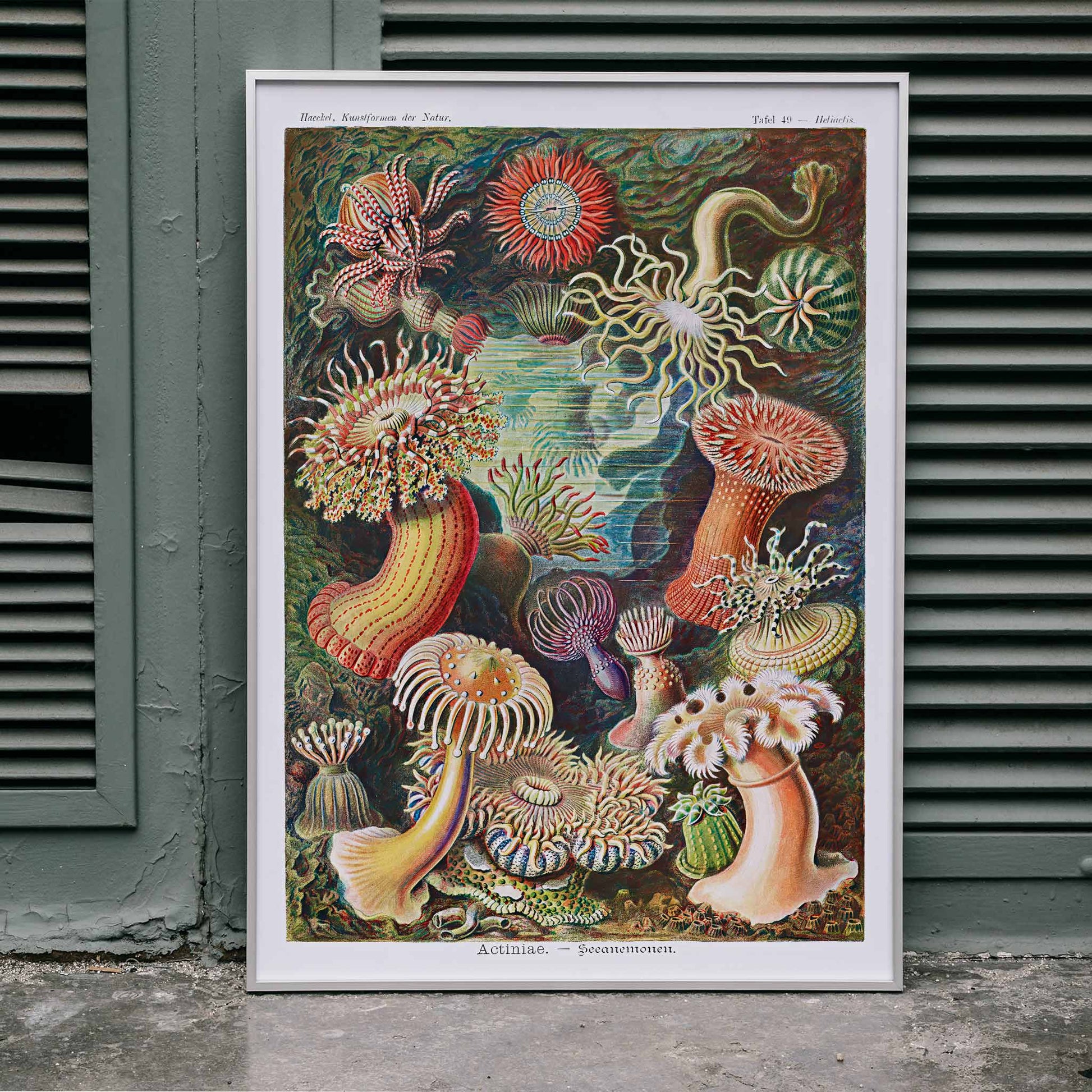 Colorful sea anemones underwater illustration and poster in various shapes and sizes from Actiniae Seeanemonen by Ernst Haeckel, framed and displayed in home decor