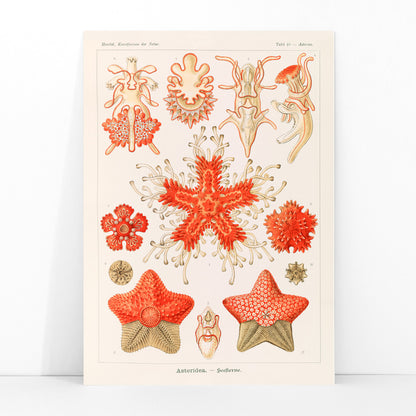 Asteridea illustration lithograph and poster by Adolf Glitsch after Ernst Haeckel showing detailed and colorful starfishes in the Echinodermata phylum, framed and displayed in modern living room decor