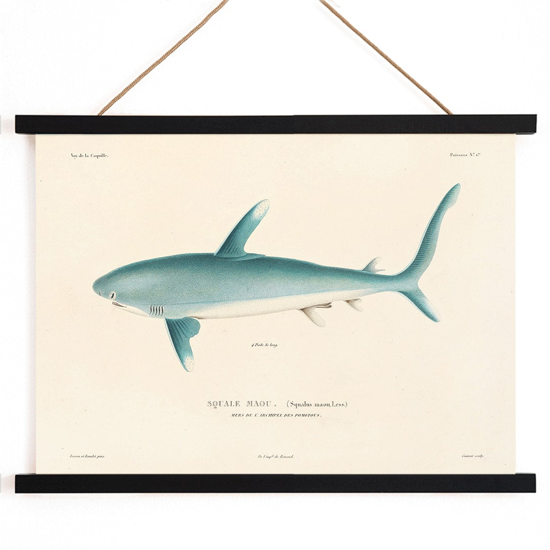 Shark illustration by Louis-Isidore Duperrey from Voyage autour du monde Pl 008 poster, with wooden magnetic frame on white background