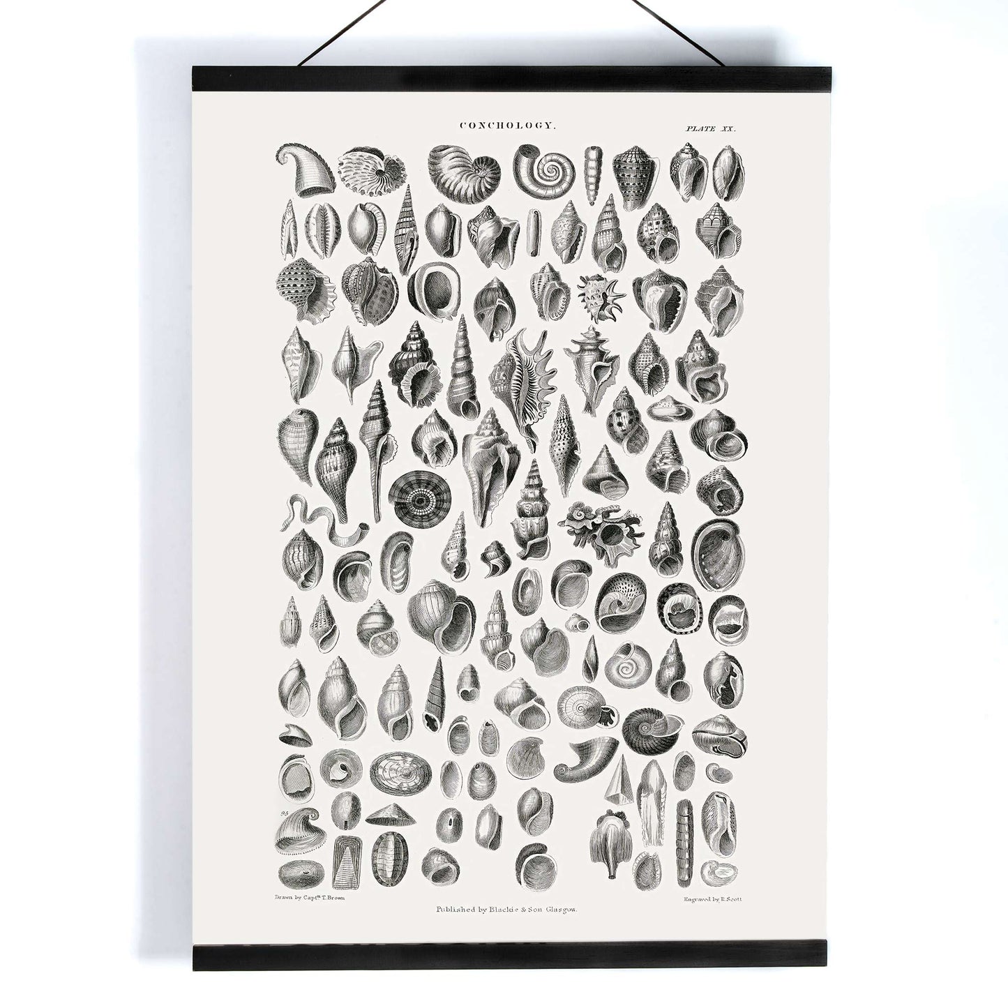 Vintage seashell illustration and detailed seashell poster by Oliver Goldsmith from A History of the Earth and Animated Nature perfect for natural history decor and study, with wooden magnetic frame on white background