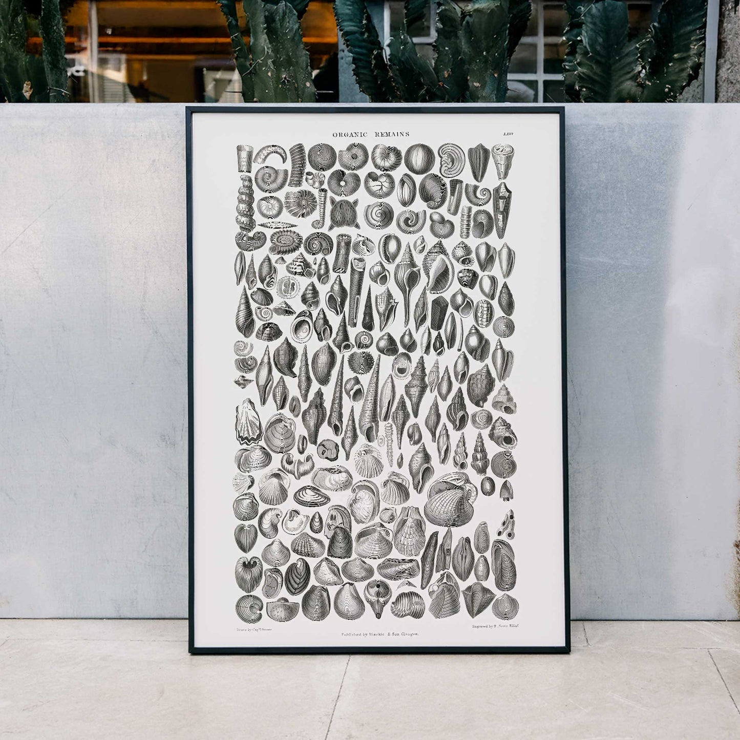 Detailed scientific illustration and poster of fossilized shells and marine life by Oliver Goldsmith from A History of the Earth and Animated Nature and Organic Remains artwork, framed and displayed in modern living room decor
