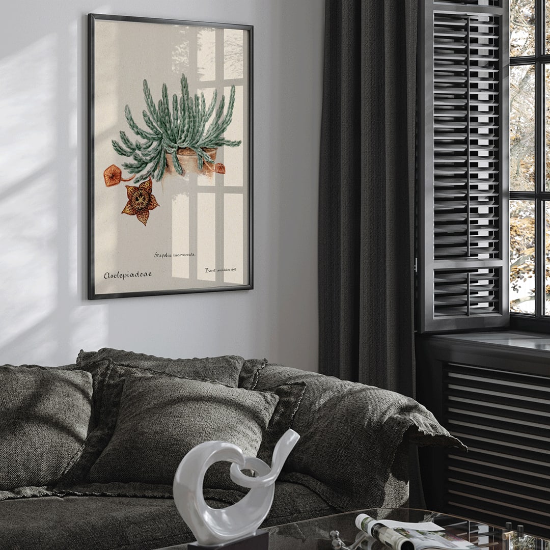 Botanical illustration and poster of Starfish cactus from Familie Der Cacteen featuring a green cactus with a detailed star shaped flower, framed and displayed in home decor