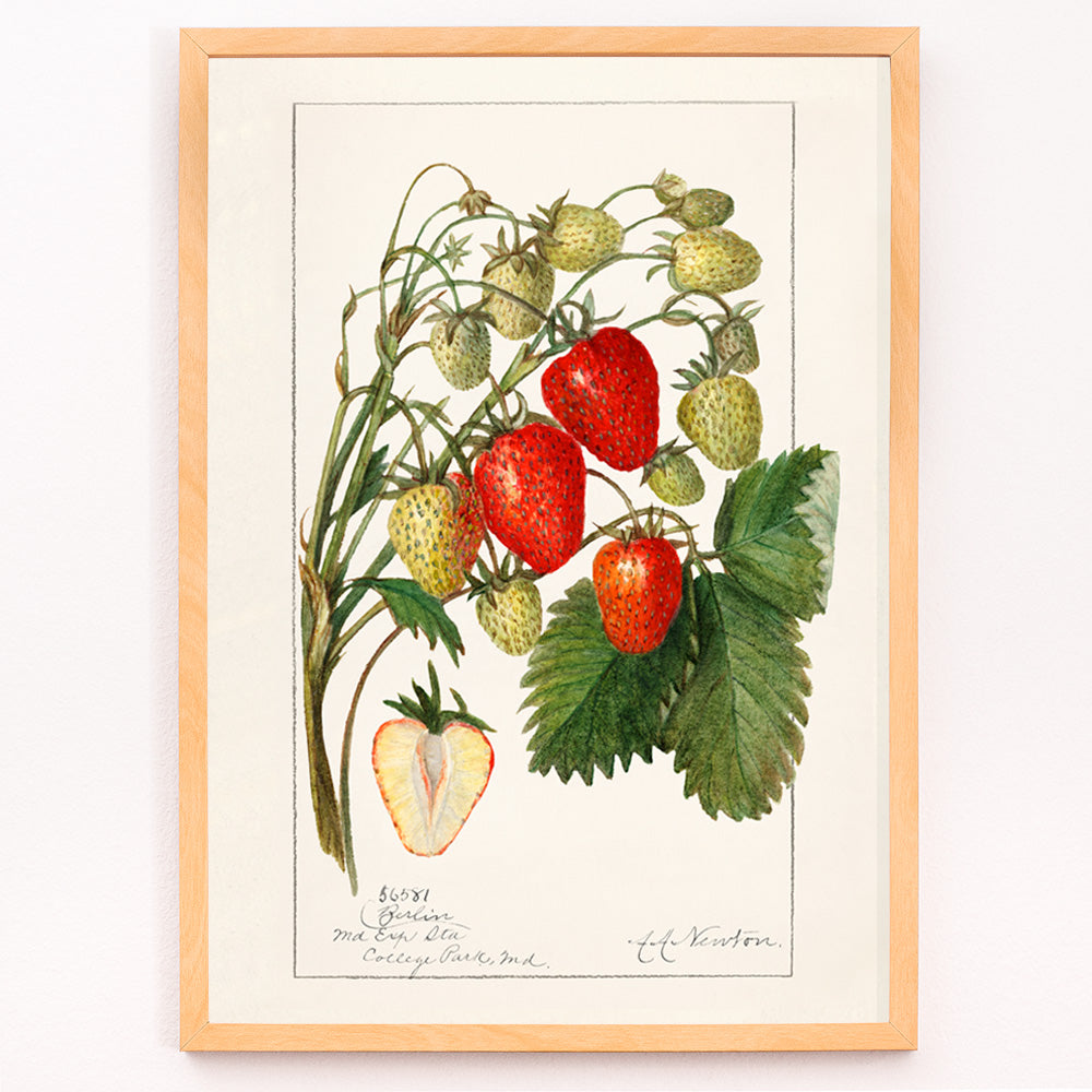 Closeup detail of Botanical illustration poster of strawberries with leaves by Amanda Almira Newton titled Strawberries Fragaria perfect for wall decor