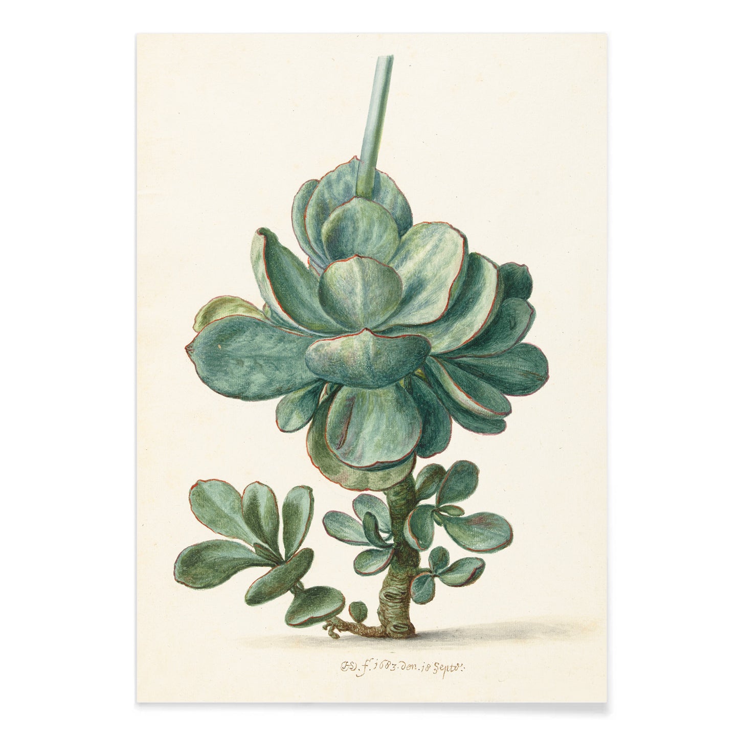 Botanical illustration poster of succulent plant Cotyledon orbiculata by Herman Saftleven, with black aluminium frame on white background