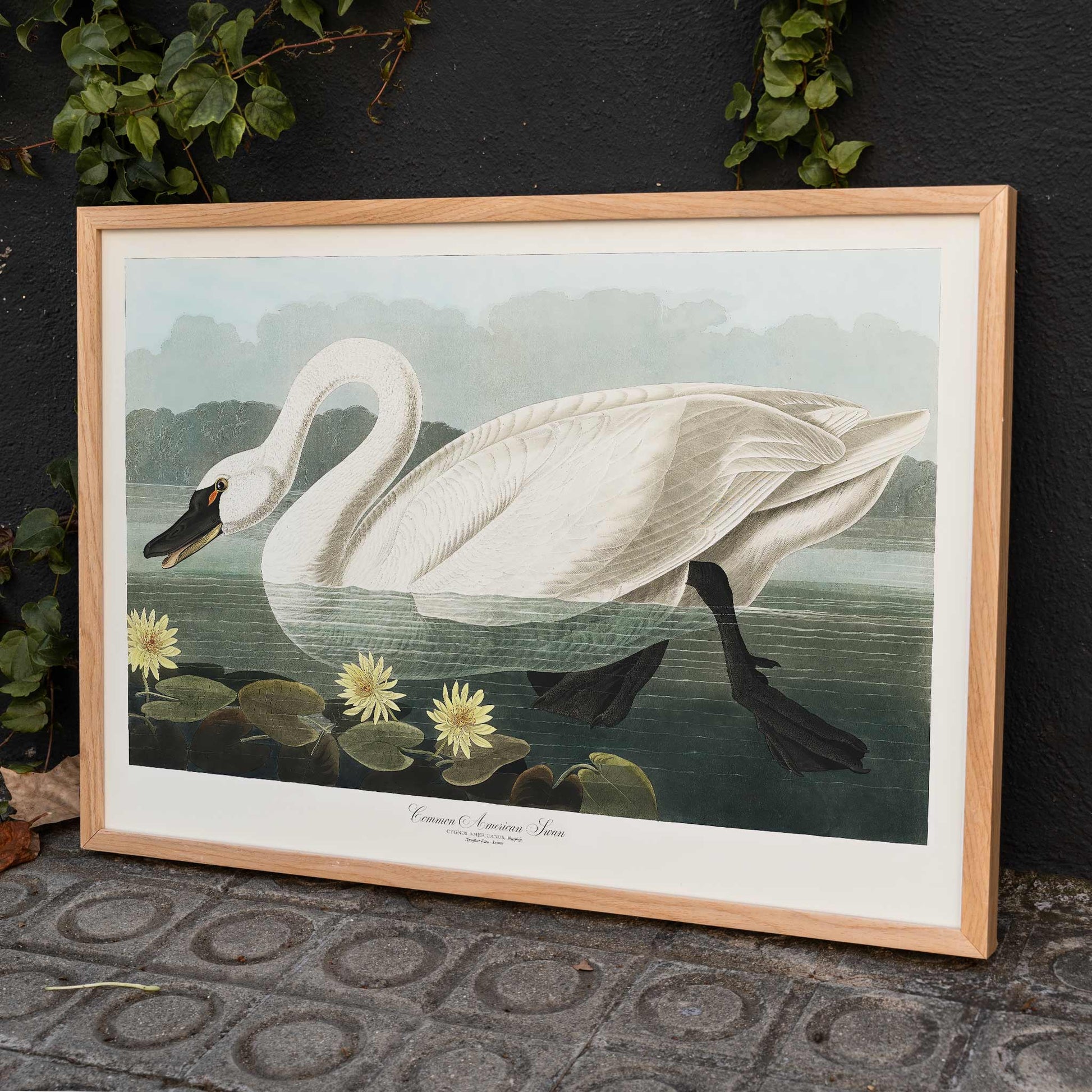 American Swan swimming among yellow water lilies artwork by John James Audubon Birds of America wall decor poster, framed and displayed in home decor