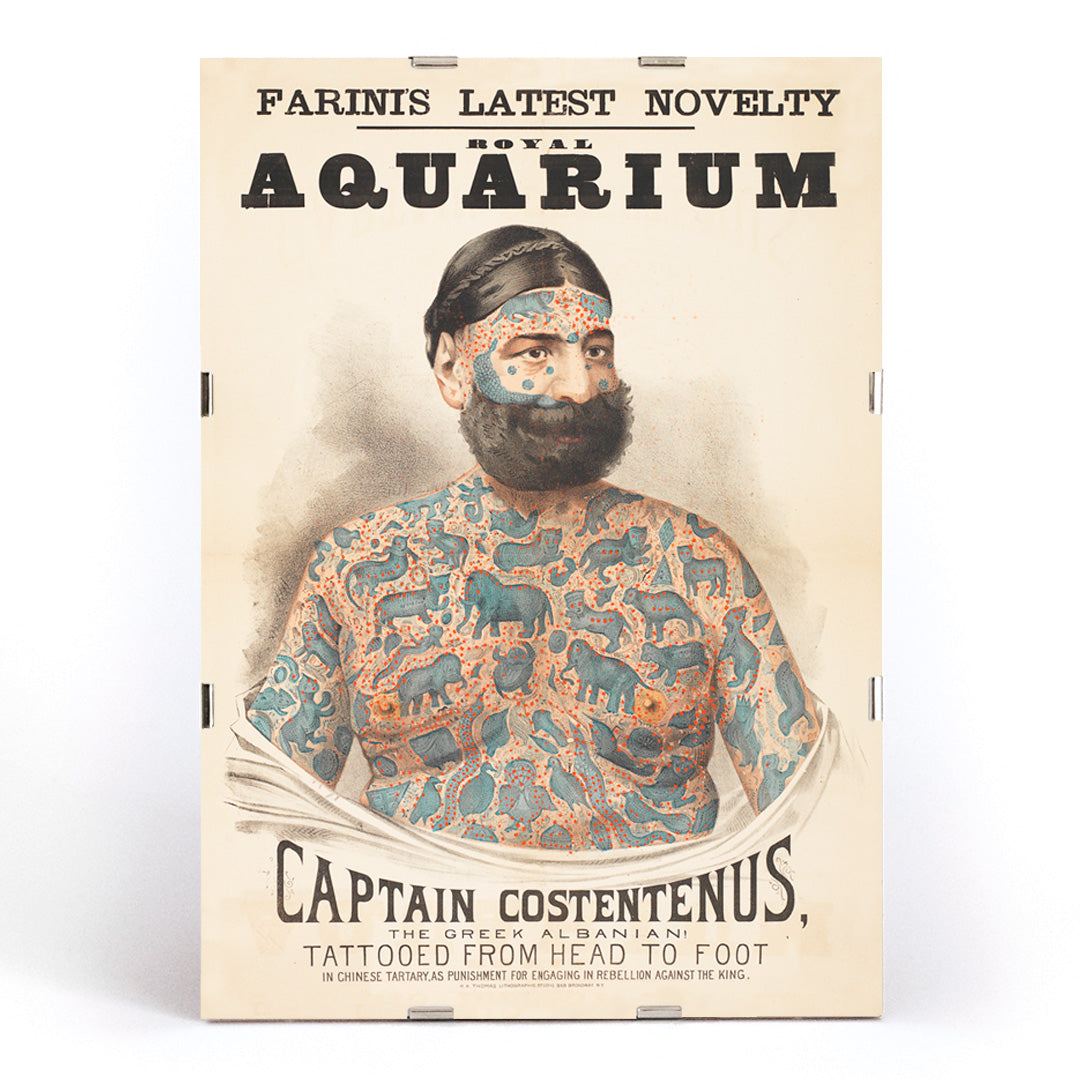 Tattooed man Captain Costentenus the Greek Albanian at The Royal Aquarium vintage poster artwork, framed and displayed in modern living room decor