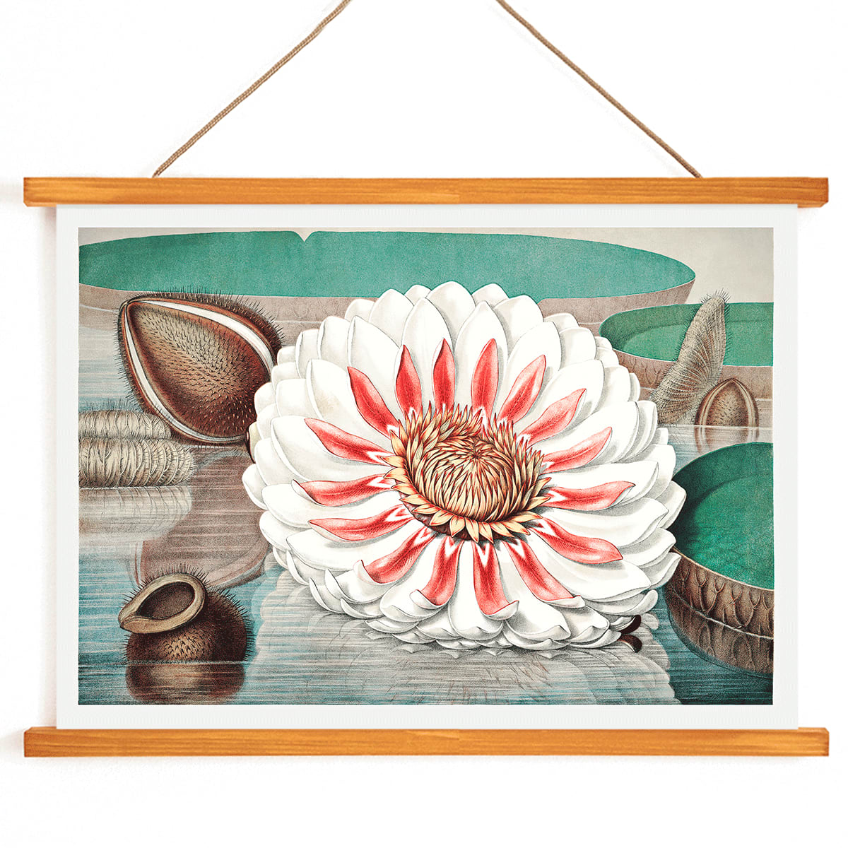 The Victoria Regia or the Great Water Lily of America by William Sharp vibrant painting and poster with large detailed flower on water, with wooden magnetic frame on white background