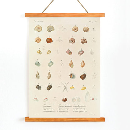 Sea shells illustration and poster from Voyage autour du monde by Louis Isidore Duperrey Pl 058, with wooden magnetic frame on white background