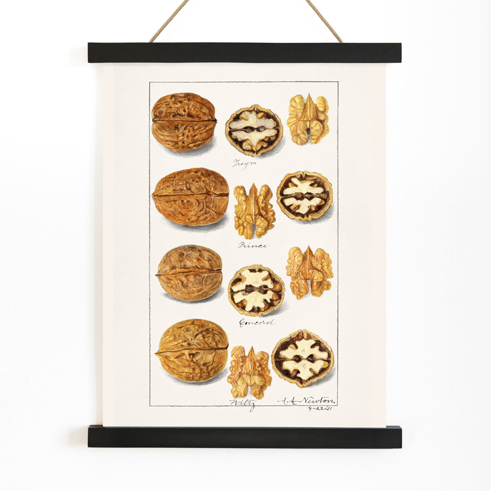 Detailed botanical illustration and poster of walnut varieties and kernels by Amanda Almira Newton titled Walnuts Juglans for kitchen decor, with wooden magnetic frame on white background