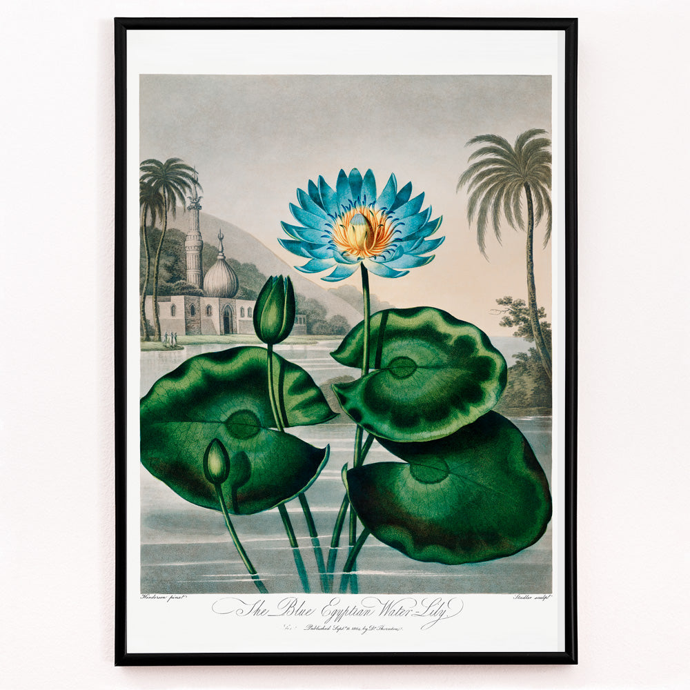 Closeup detail of Blue Egyptian Water Lily by Robert John Thornton vibrant botanical illustration and poster with blue water lily green leaves and scenic background