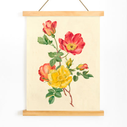 Botanical illustration of wild rose flowers with green leaves yellow and pink blooms by Antoinette Luden, with wooden magnetic frame on white background